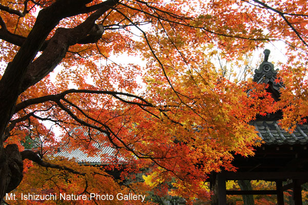 kyoto (056)